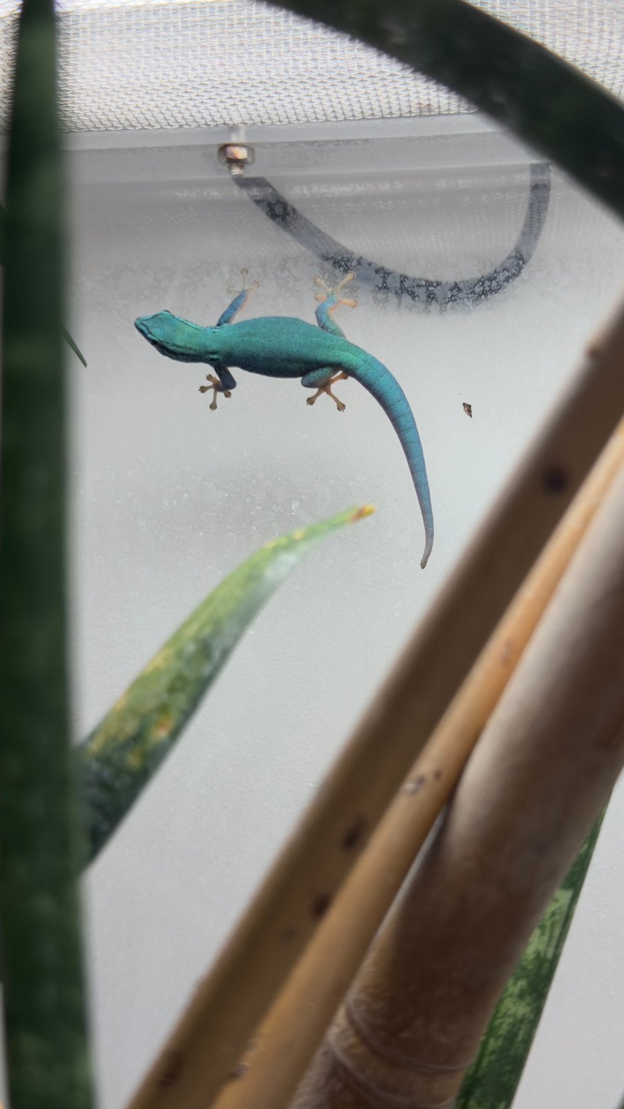 1.0 Lygodactylus williamsi, Hagedis, 0 tot 2 jaar