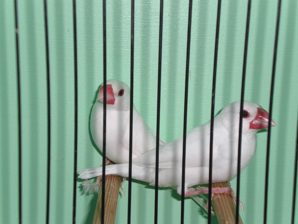 div. rijstvogels, Dieren en Toebehoren, Vogels | Overige Vogels, Meerdere dieren, Tropenvogel