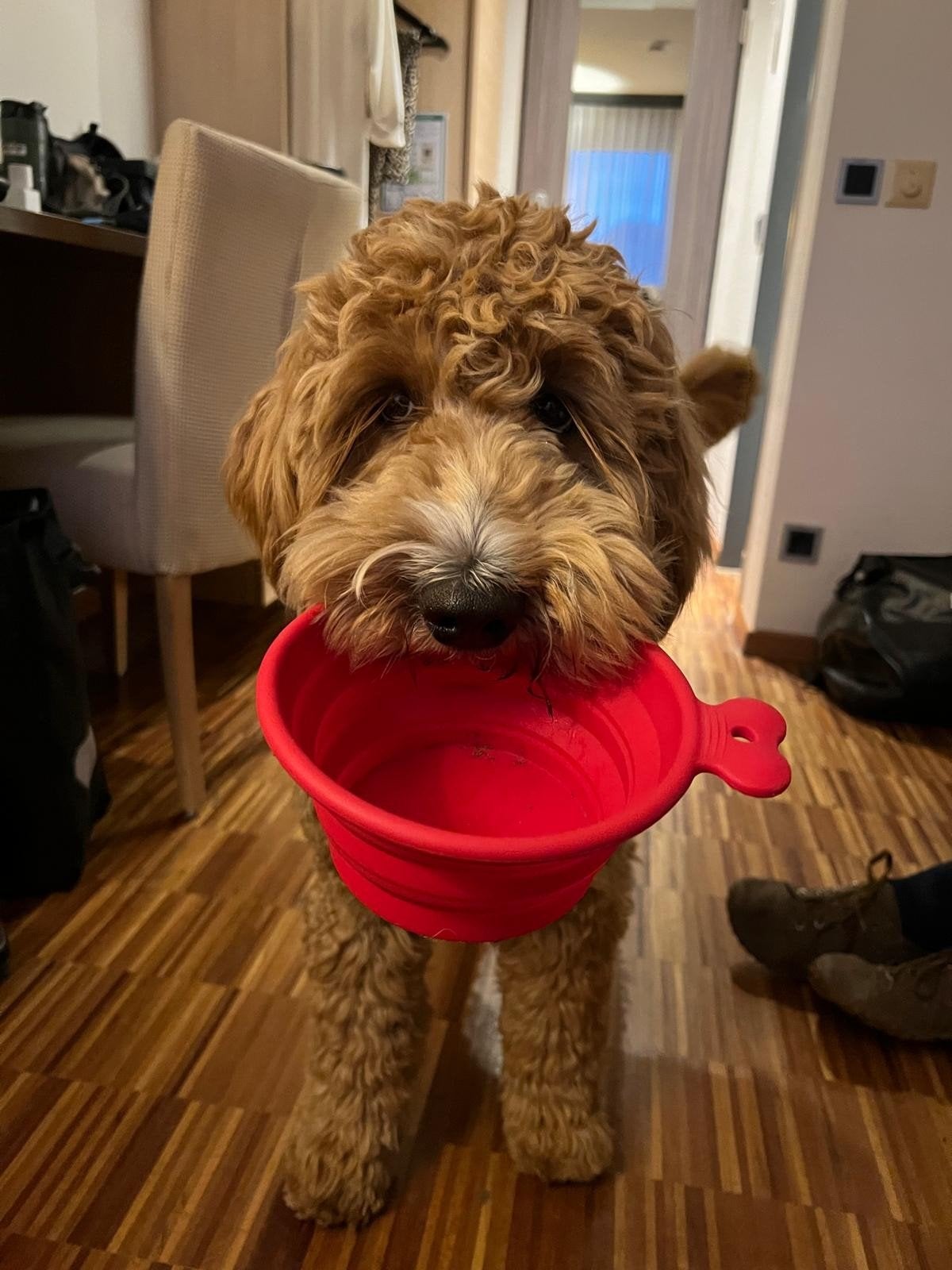 Diep abricotkleurige Goldendoodle / Labradoodle dekreu, Dieren en Toebehoren, Honden | Dekreuen, Reu, Fokker | Hobbymatig, Meerdere