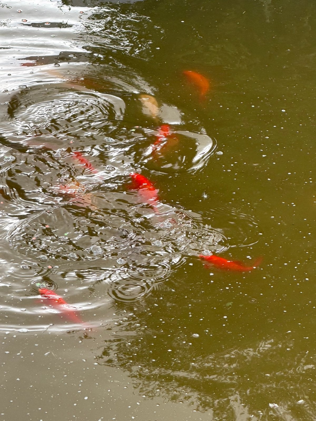 Koi Karpers, Dieren en Toebehoren, Vissen | Aquariumvissen, Vis, Zoetwatervis, Schoolvis