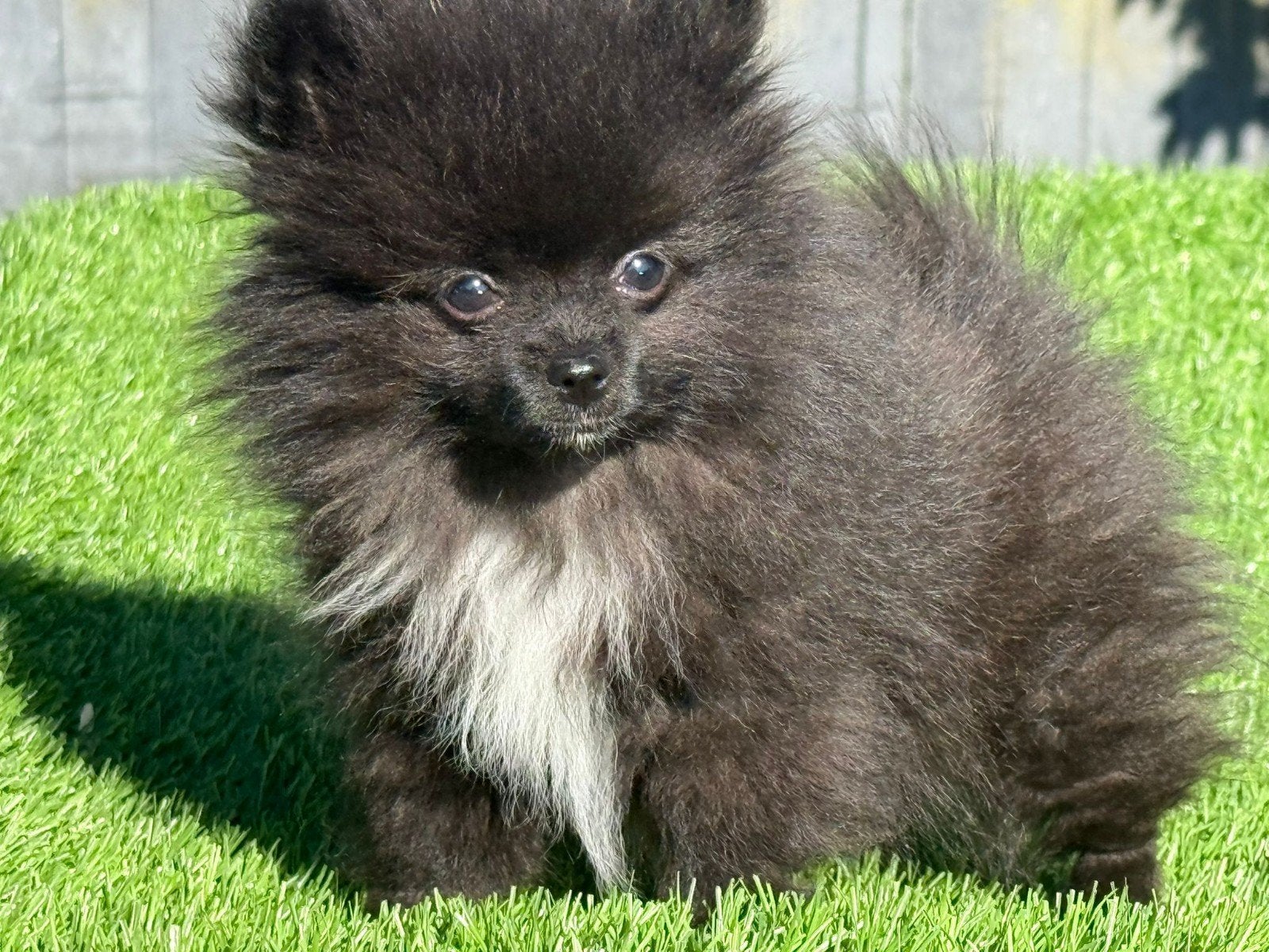 Te koop mooie super klein Pomeriaan pupje, Dieren en Toebehoren, Honden | Poolhonden, Keeshonden en Oertypen, Parvo, Nederland