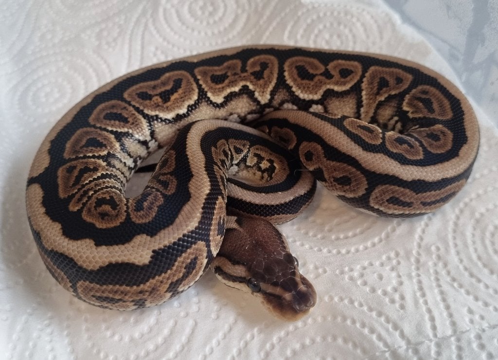 0.1 black pastel (spotnose) het clown koningspython Ball Python - female for sale from Snakesnballoons