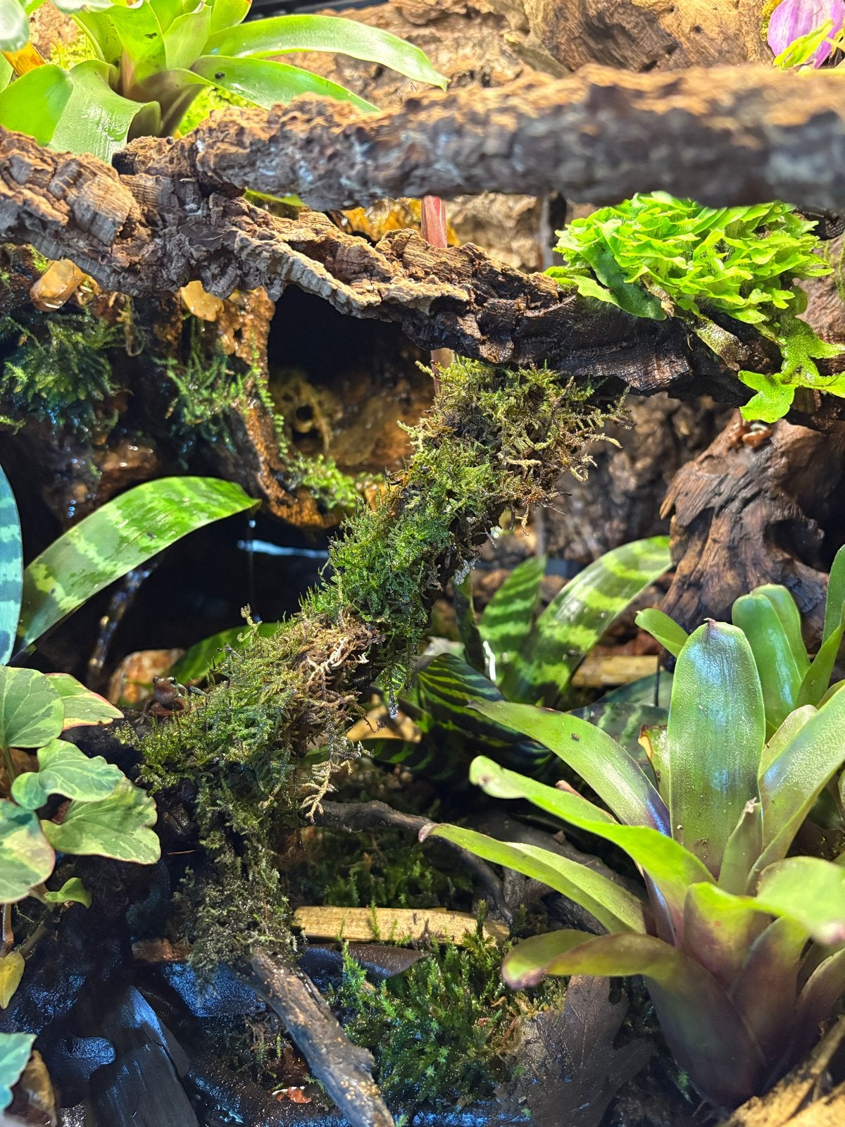 Terrarium met kikkers, Ophalen