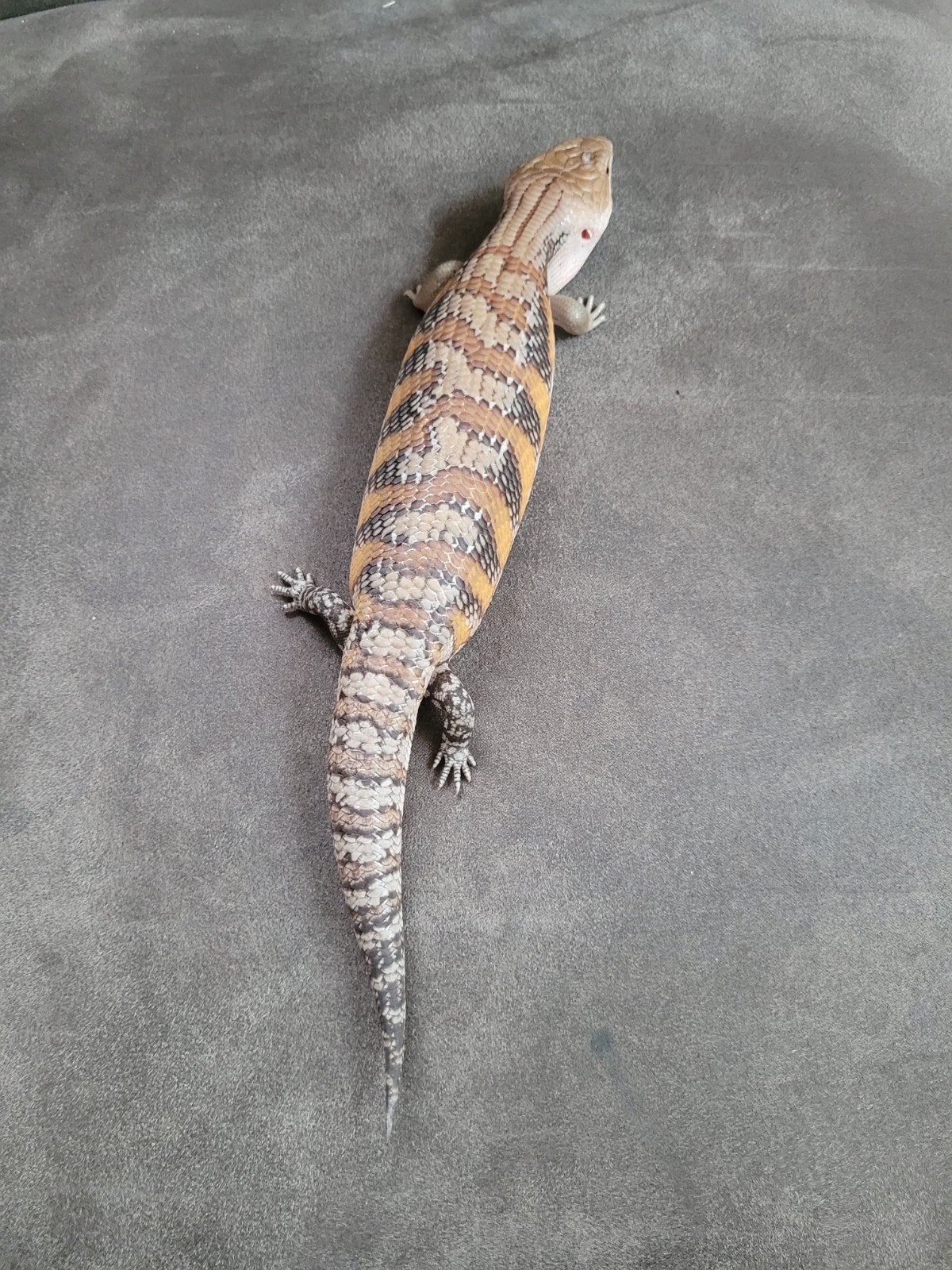 Jonge Australische blauwtongskinken - Tiliqua Scincoides Blue Tongue Skink photo 2
