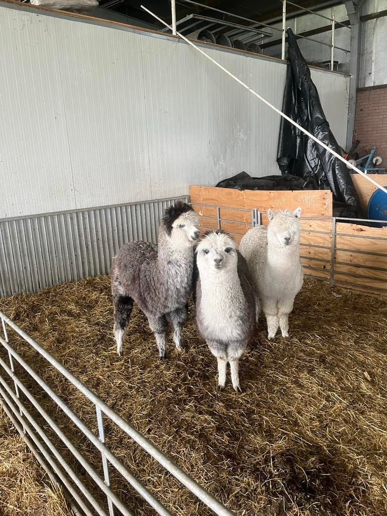 Te koop 3 alpaca hengstjes, Mannelijk, Schaap