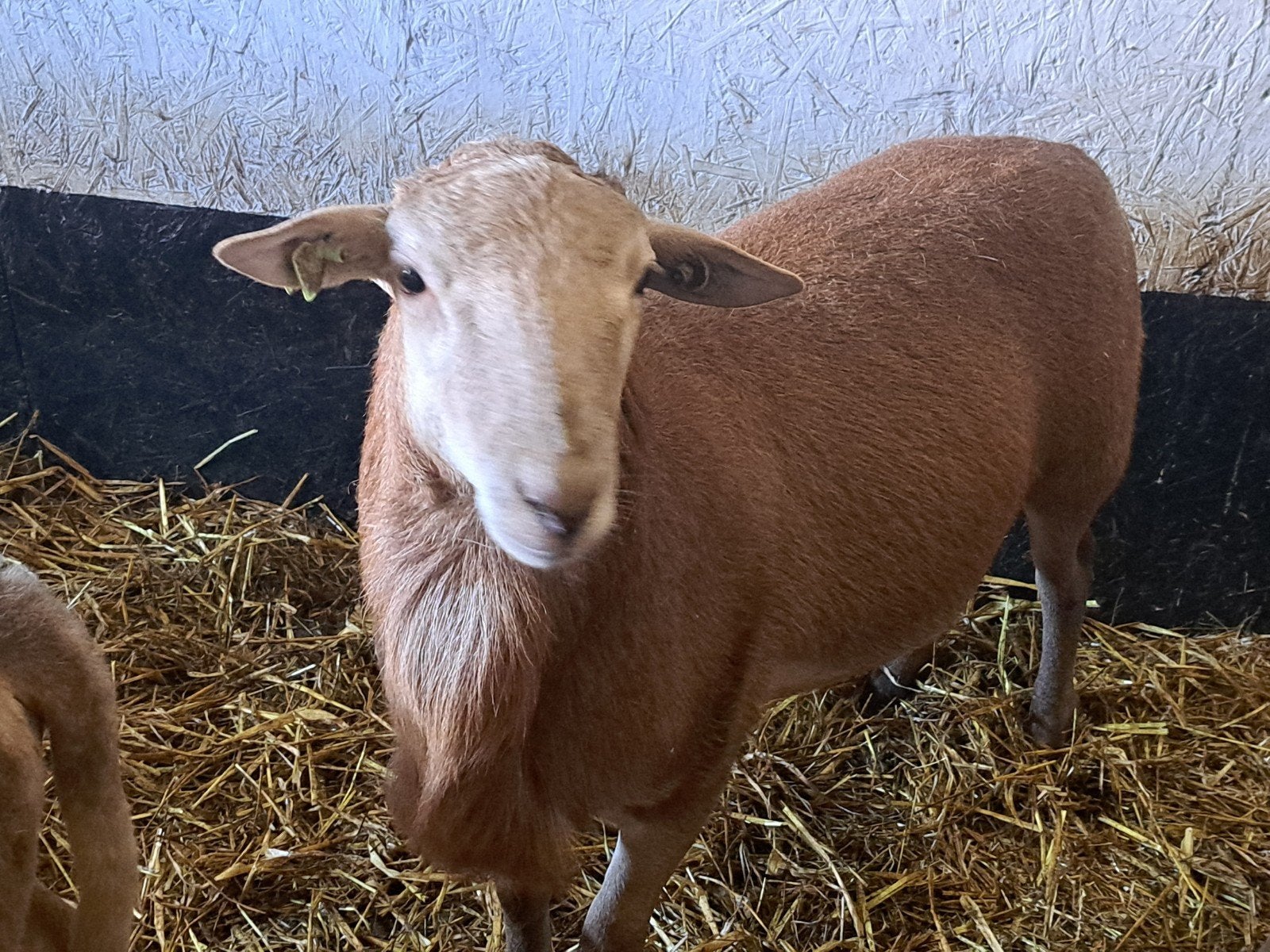 Tekoop prachtig forse maasduin/Nolana Ram., Mannelijk, Schaap