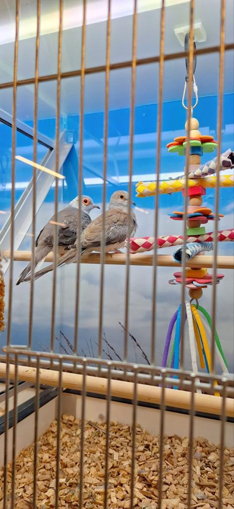 Koppel diamantduiven, Dieren en Toebehoren, Meerdere dieren, Overige soorten
