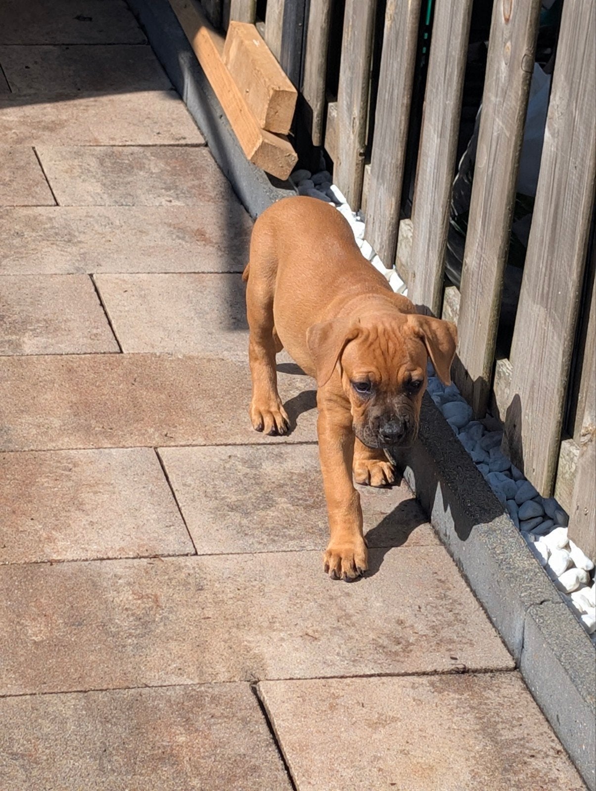Prachtige old English Bulldog kruising mogen uitvliegen🩵🩷, Parvo, 8 tot 15 weken, Bulldog, Meerdere