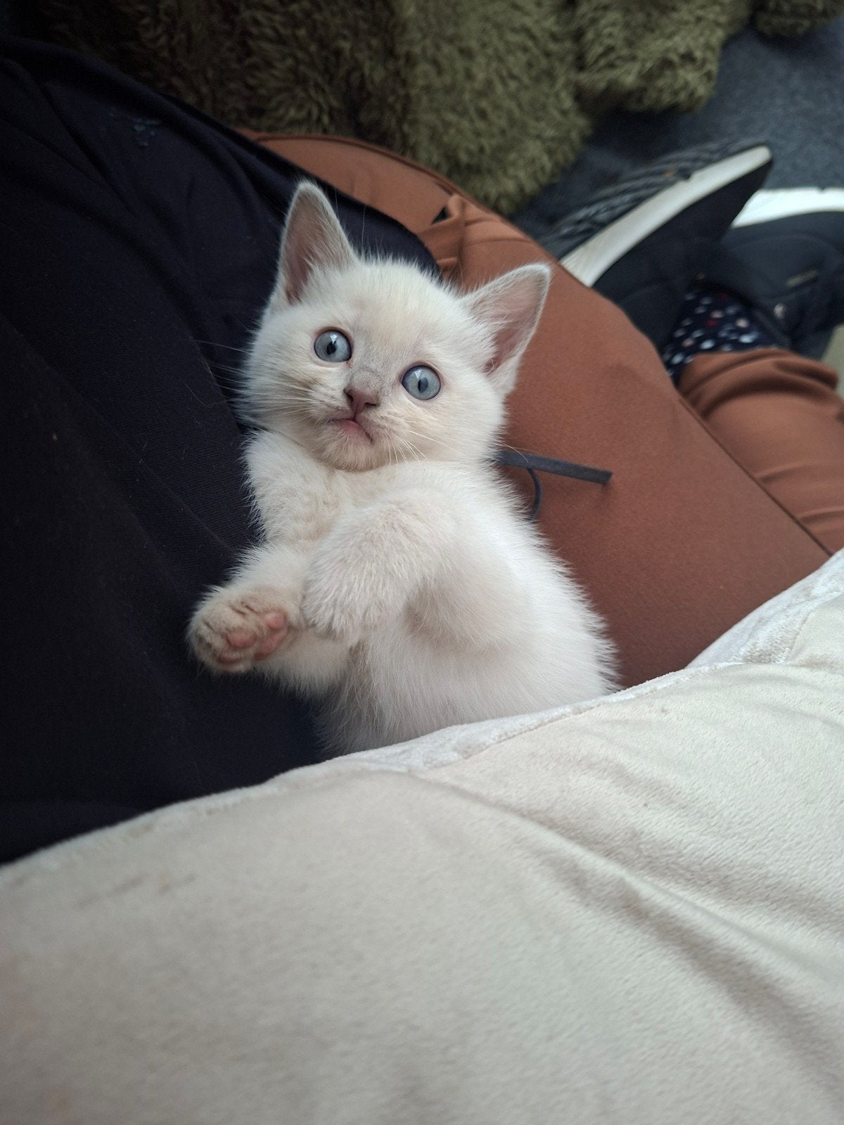 Britse korthaar x Ragdoll kittens 2  kittens over, Meerdere dieren, 0 tot 2 jaar