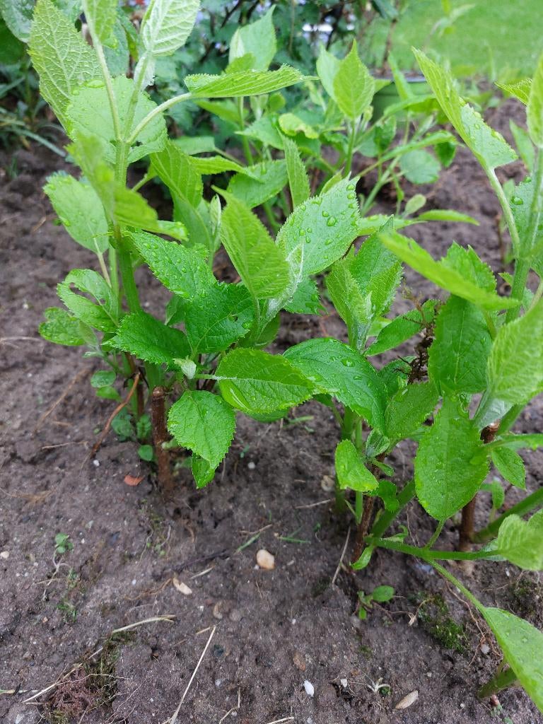 Hydrangea hortensia Annabelle biologisch volle grond, Tuin en Terras, Planten | Tuinplanten, Vaste plant, Overige soorten, Halfschaduw