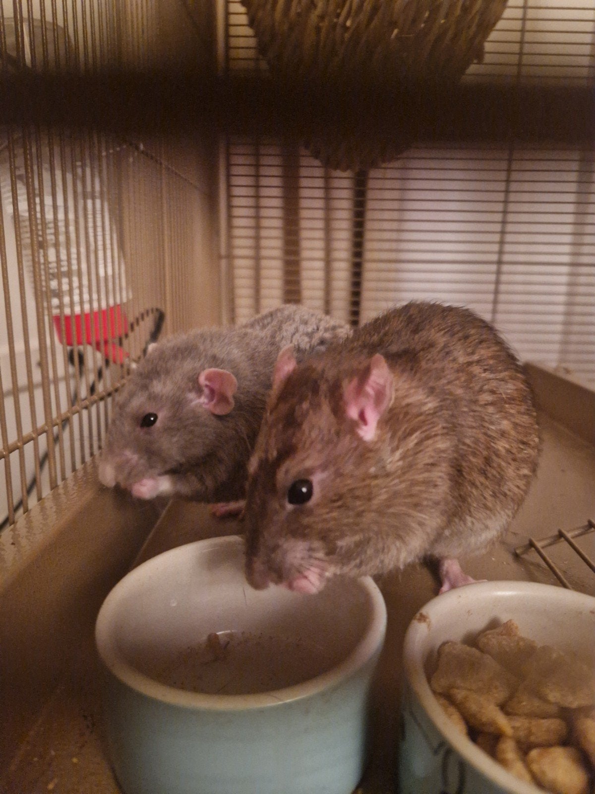 tamme ratjes, mannen, Dieren en Toebehoren, Knaagdieren, Rat, Mannelijk, Januari, Tam
