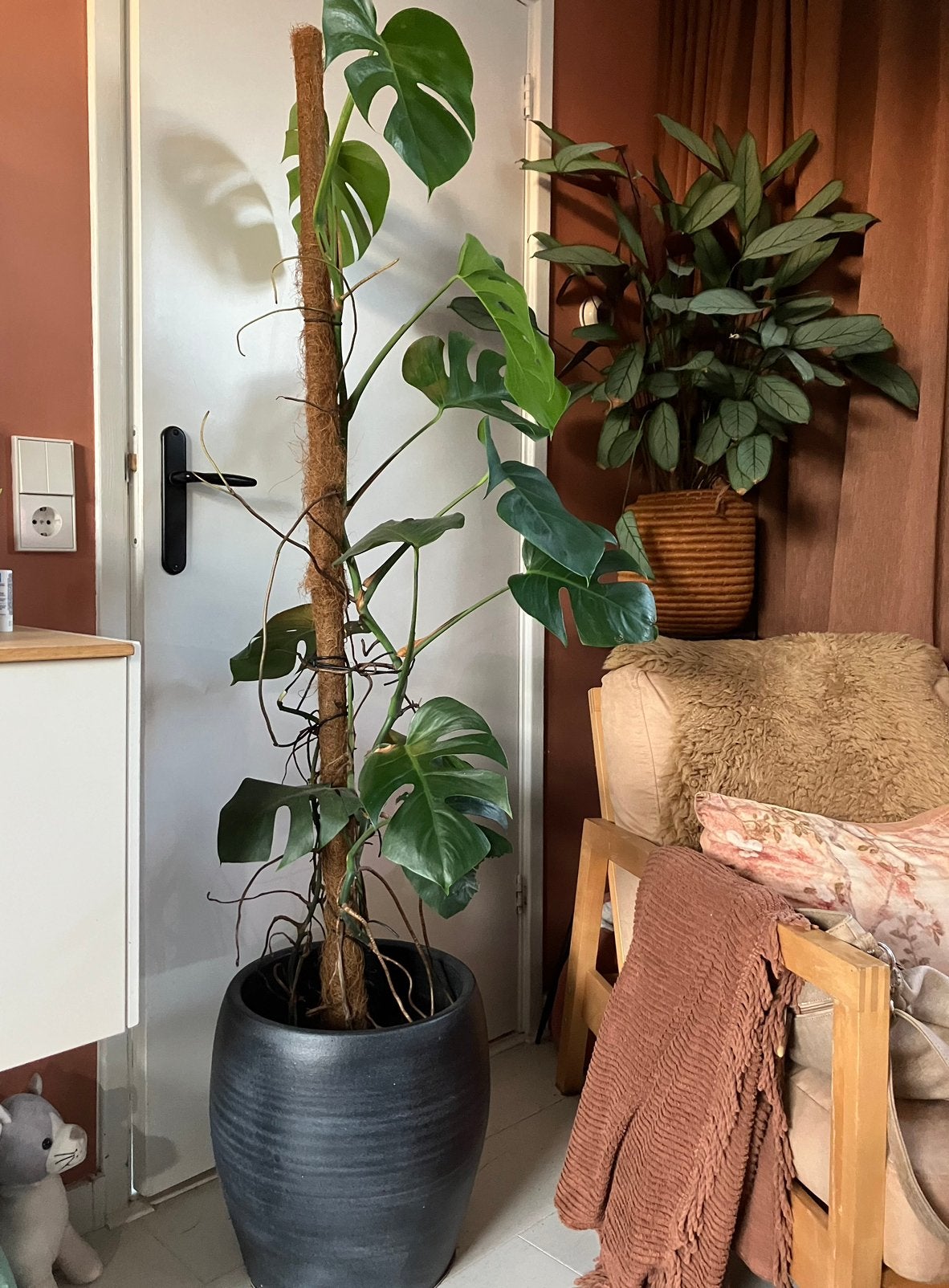 Monstera kamerplant in grote zwarte aardewerk pot MOET WEG, Huis en Inrichting, Ophalen of Verzenden, Halfschaduw, Minder dan 100 cm