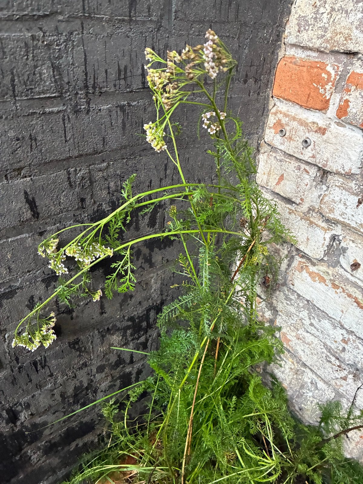 Duizendblad (Achillea millefolium) - Sterke Vaste Plant, Volle zon, Vaste plant, Zomer, Ophalen