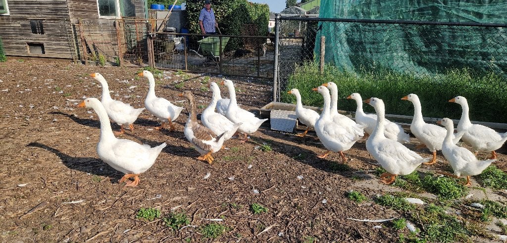 ganzen, Dieren en Toebehoren, Meerdere dieren, Gans of Zwaan