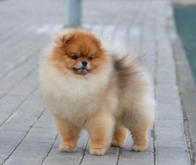 Pomeranian pomeriaan dekreu met stamboom ( niet te koop ), Reu, 1 tot 2 jaar, Parvo, Eén hond