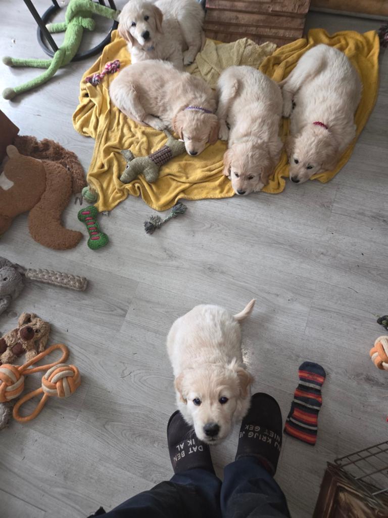 Leuke lieve golden retriever pup, Dieren en Toebehoren, Honden | Retrievers, Spaniëls en Waterhonden, Golden retriever, Reu, 8 tot 15 weken