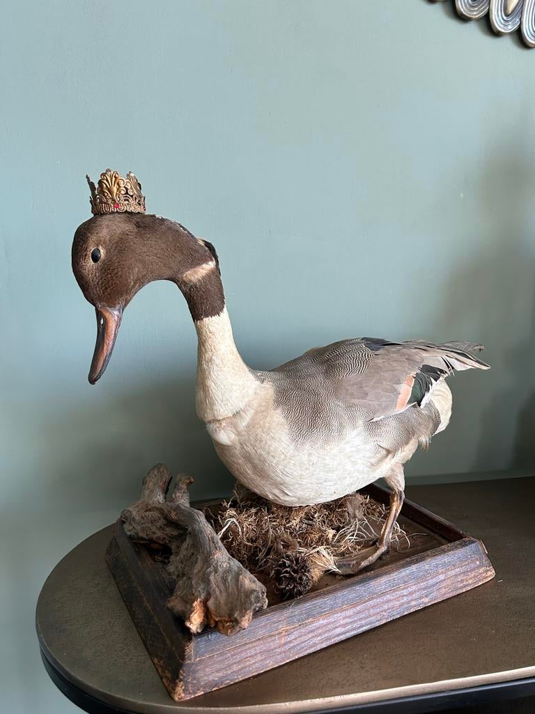 Opgezette eend met kroontje, Antiek en Kunst, Curiosa en Brocante, Ophalen of Verzenden