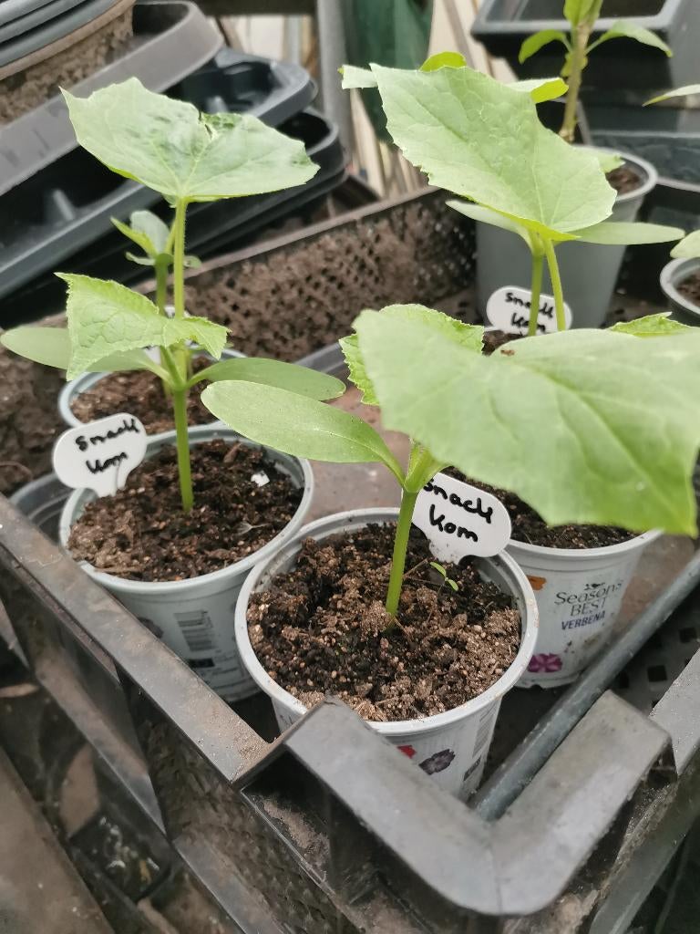 Snack komkommer, Ophalen, Volle zon, Groenteplanten, Eenjarig