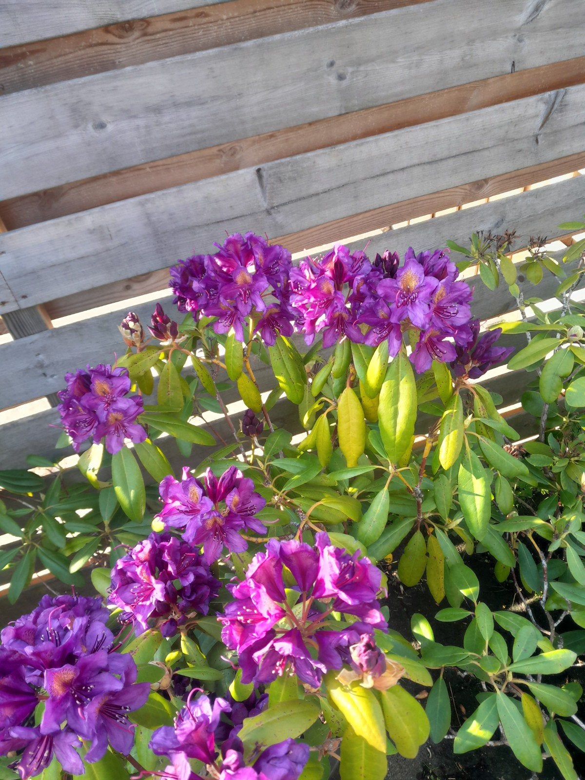 TE KOOP 4 ROHODENDRONS, Ophalen, Overige soorten, Volle zon