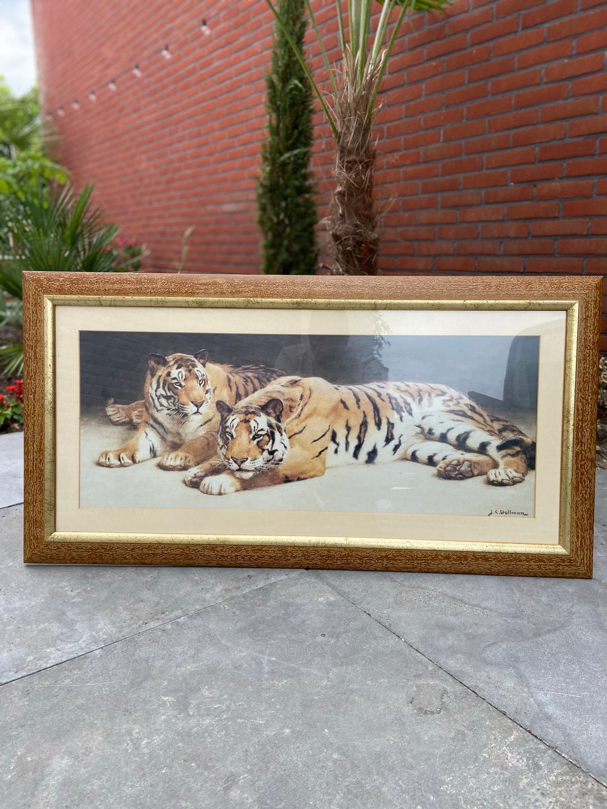 Prachtig Schilderij Twee Liggen Tijgers - 100x51 cm, Ophalen