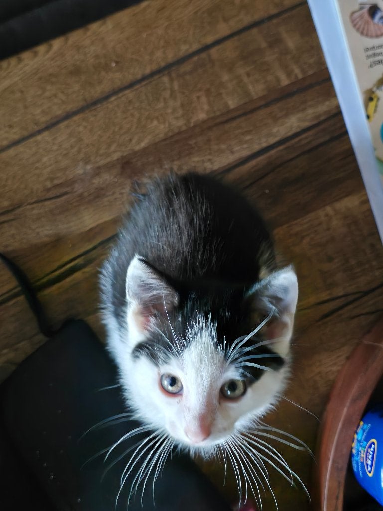 Kitten, Dieren en Toebehoren, Katten en Kittens | Overige Katten, Kater, Kortharig, 0 tot 2 jaar