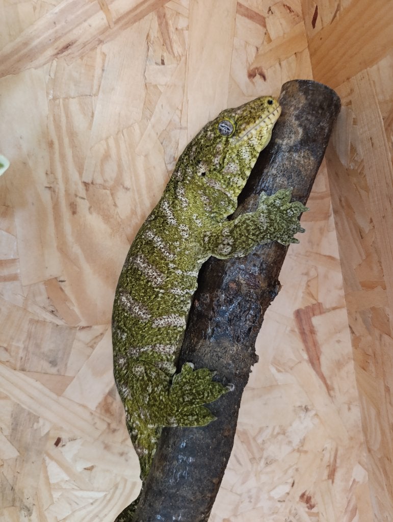 Rhacodactylus leachianus, Dieren en Toebehoren, Reptielen en Amfibieën, Hagedis, 3 tot 6 jaar