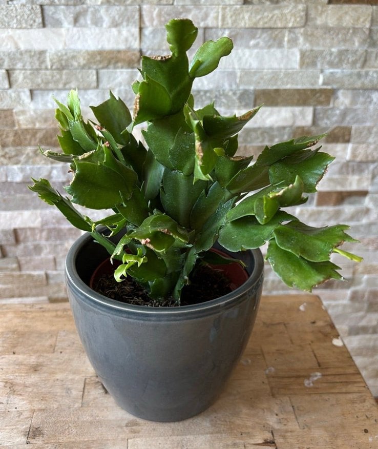 Lidcactus kleur? In pot, Overige soorten, In pot, Minder dan 100 cm, Bloeiende kamerplant