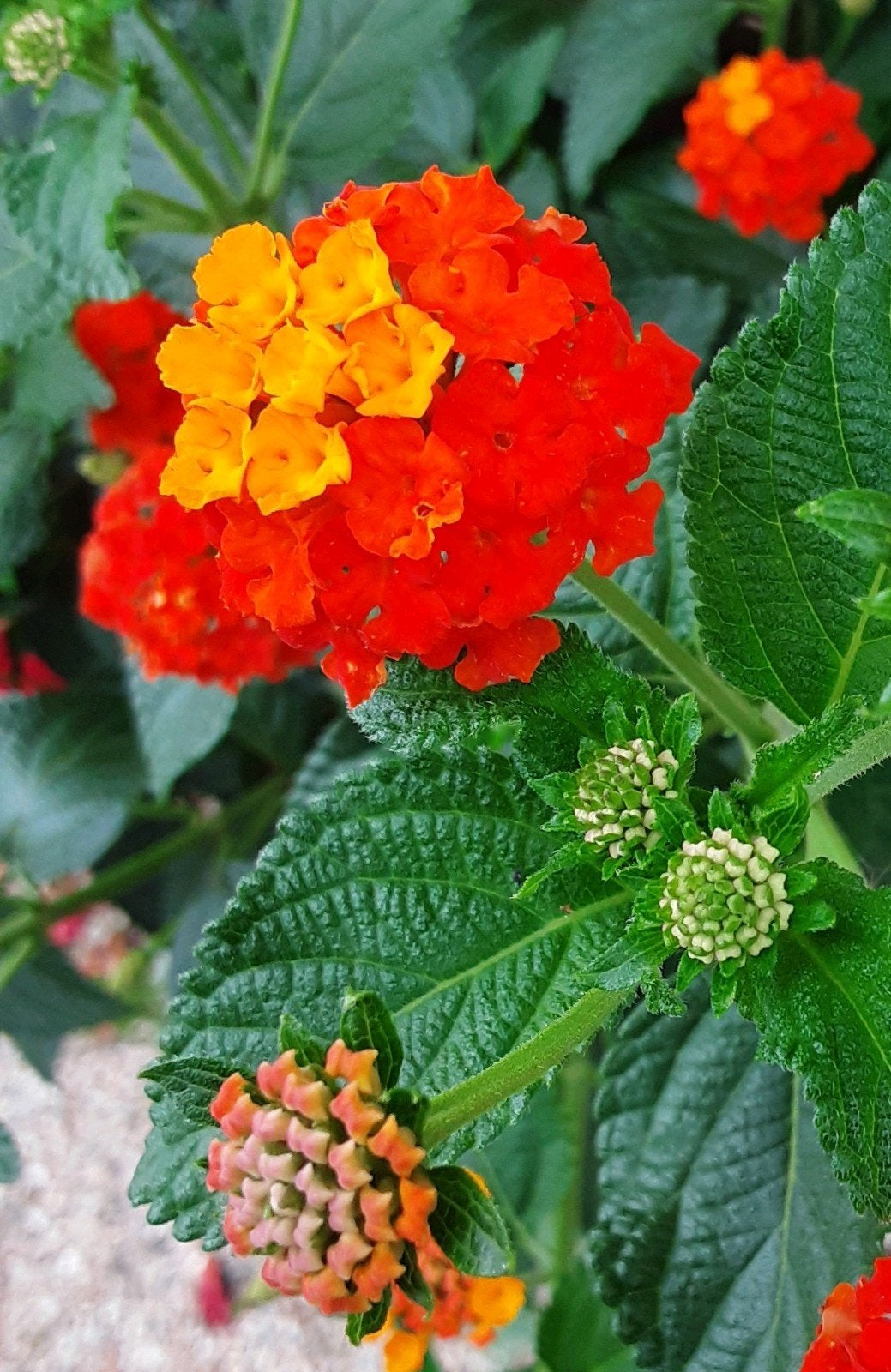 Texas Lantana 'Orange/Red' (Lantana urticoides), Ophalen of Verzenden, Zomer, Overige soorten, Volle zon