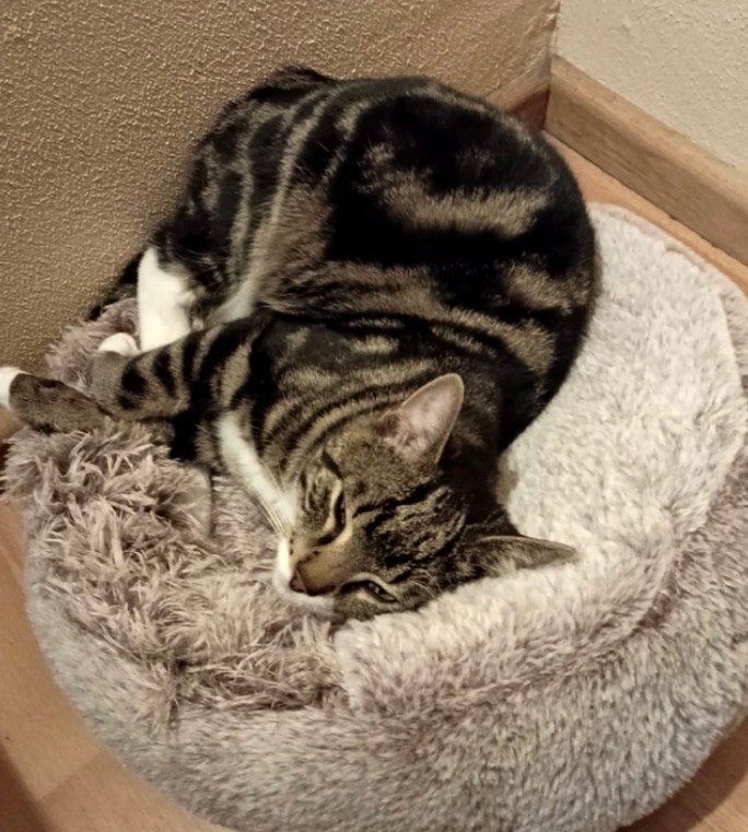 Vermist kater Felix, Kat