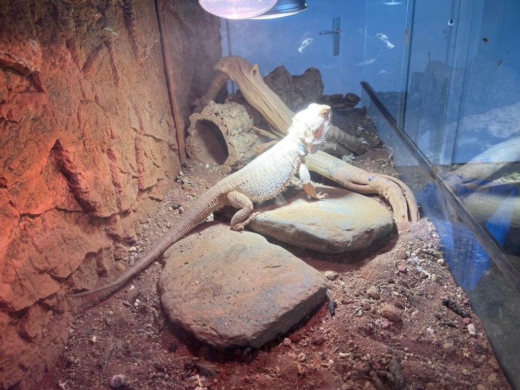 Baardagaam, Hagedis, Met terrarium, 3 tot 6 jaar