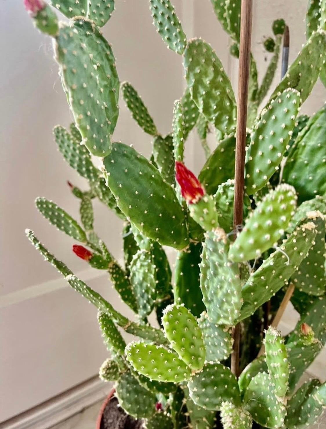 Prachtige bloeiende cactus, Ophalen of Verzenden, Overige soorten, Volle zon