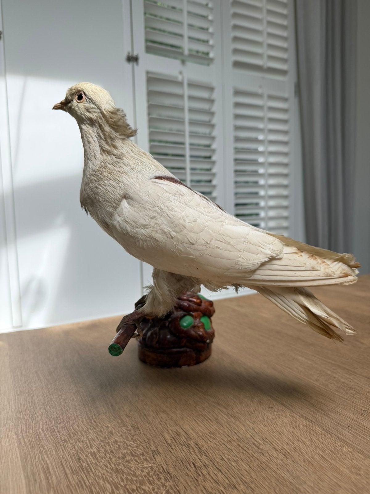 Mooi opgezette duif taxidermie, Ophalen of Verzenden, Zo goed als nieuw, Vogel, Opgezet dier