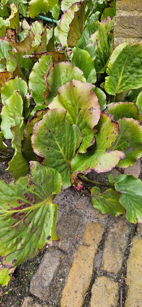 Vaste plant BERGENIA  (grootbladige Schoenlappersplant), Ophalen, Overige soorten, Minder dan 100 cm