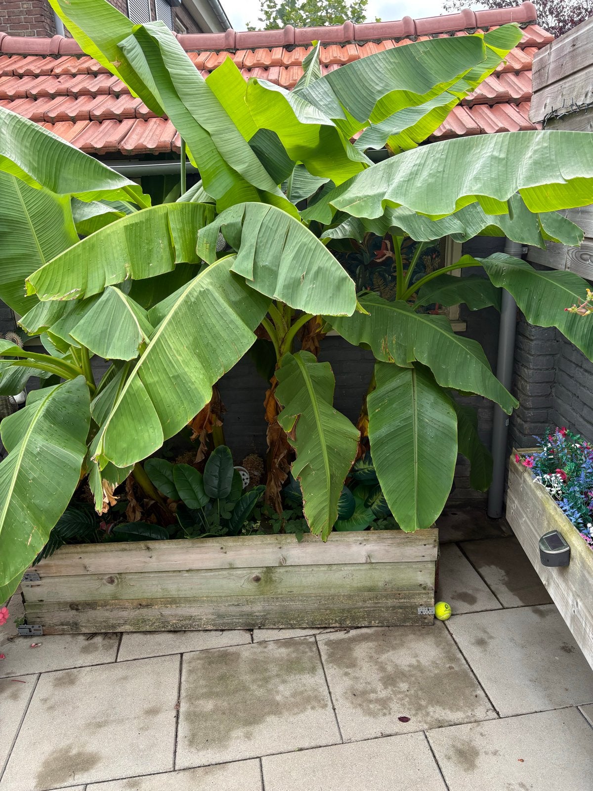 Grote bananenplant (Musa Basjoo) voor tuin of terras, Tuin en Terras, Planten | Tuinplanten, Volle zon, Vaste plant, Bloeit niet