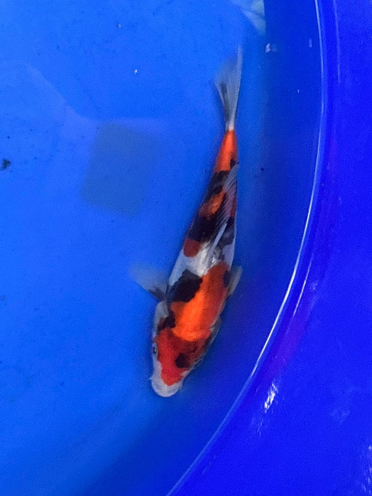 Doitsu showa japanse koi koikarper vis vissen vijver karper, Dieren en Toebehoren, Vissen | Vijvervissen, Karper of Koi