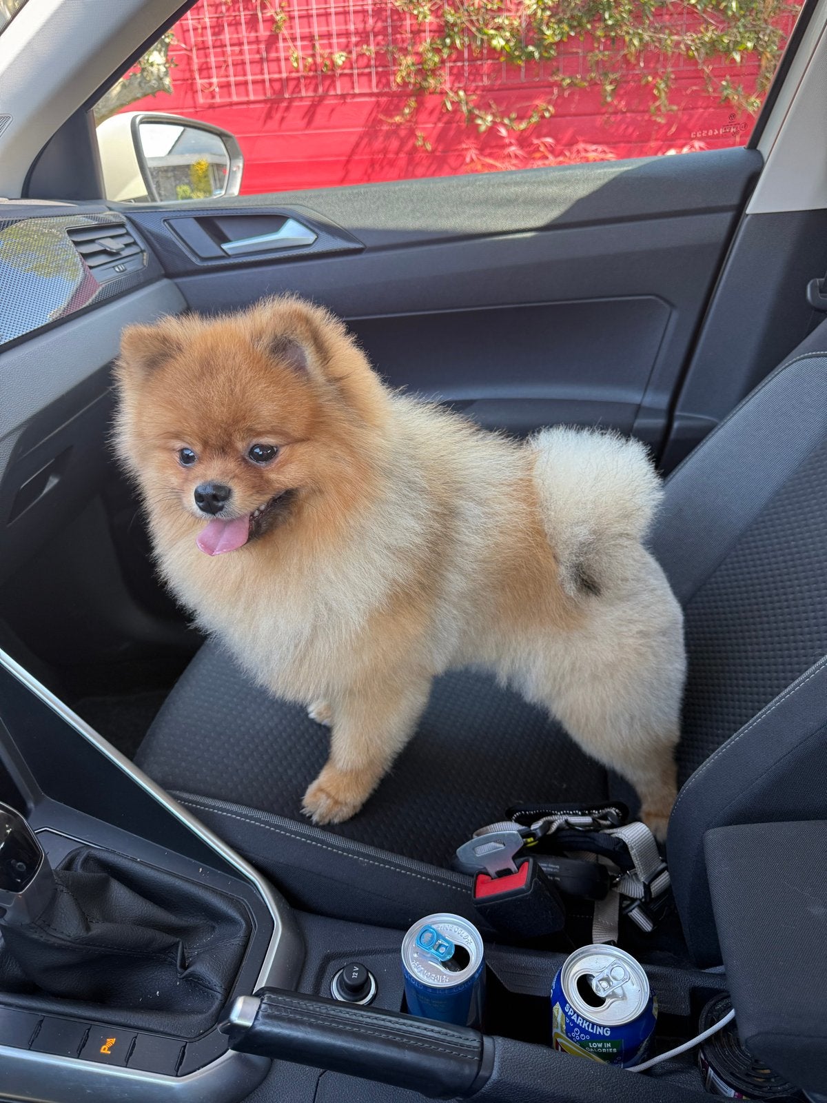 Pomeriaan Kenzo, Dieren en Toebehoren, Reu, 1 tot 2 jaar, Eén hond, Klein