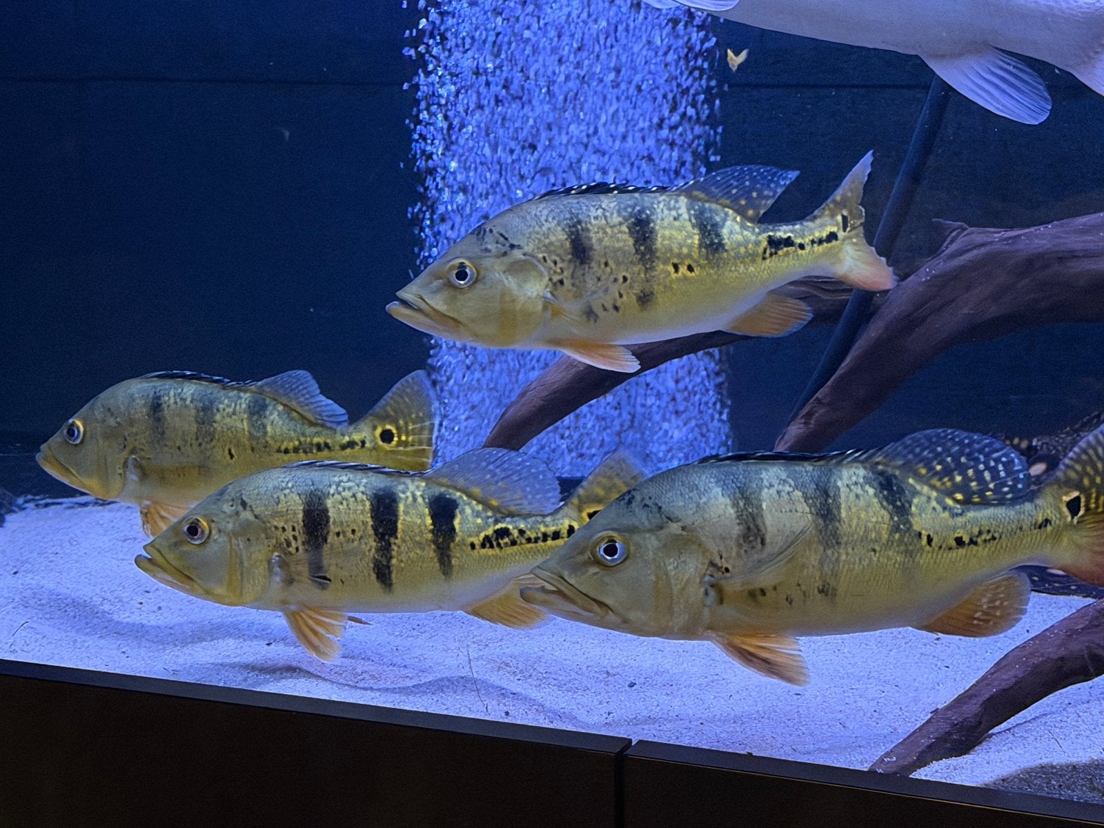 Cichla Kelberi Gold Bahia – 20/25 cm – Topkwaliteit, Vis