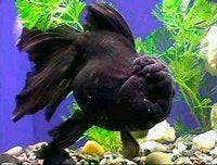 Leeuwenkop Oranda Verschillende kleuren, Vis, Zoetwatervis