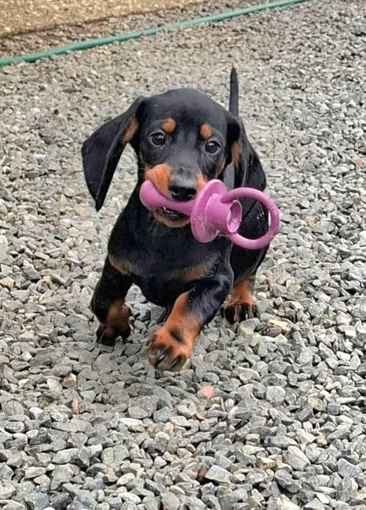 Dwergteckel pups mogen het nestje verlaten, Dieren en Toebehoren, België, Particulier, CDV (hondenziekte), 8 tot 15 weken