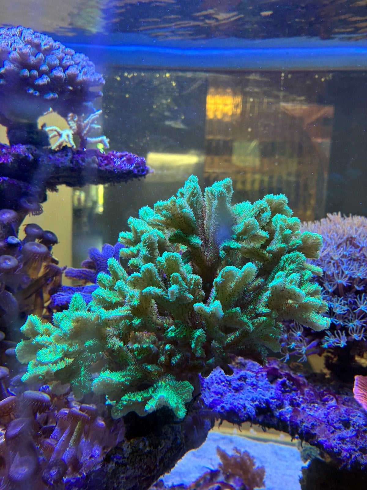 Diverse koraalstekken zeeaquarium, Overige typen