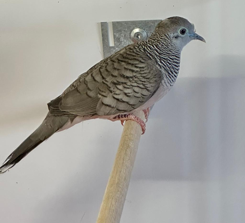 Vredesduifjes, Meerdere dieren, Overige soorten