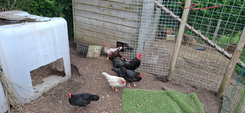 Broedeieren leghorn kriel, Geslacht onbekend, Kip