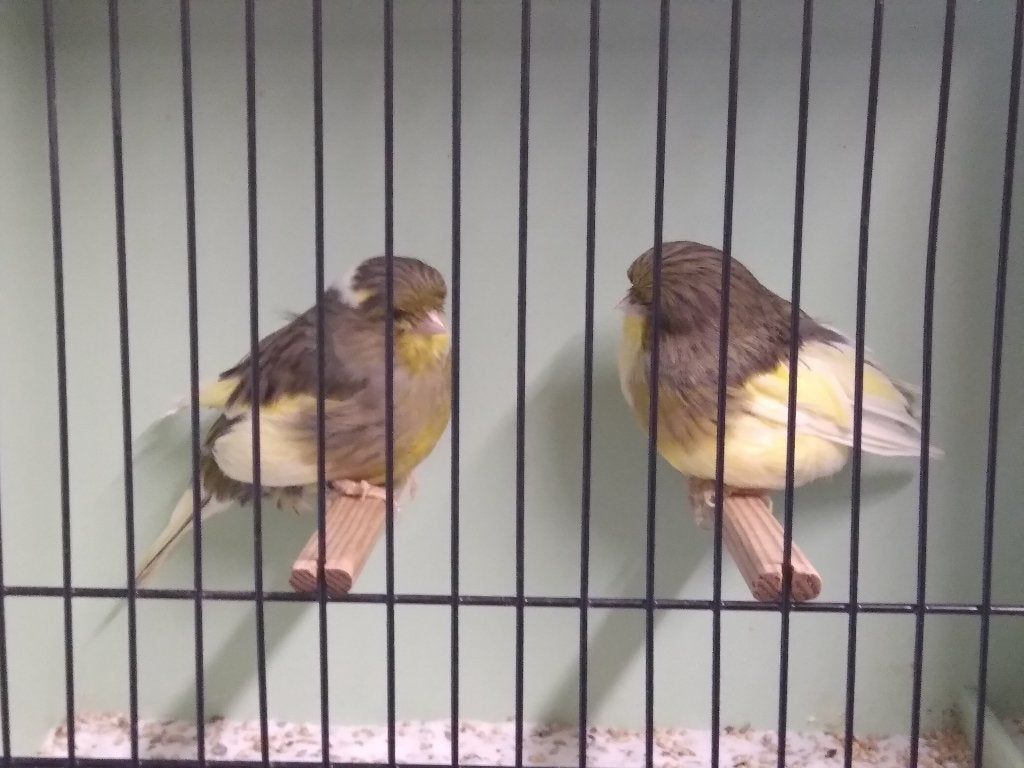 GLOSTER POPPEN., Dieren en Toebehoren, Meerdere dieren, Postuurkanarie