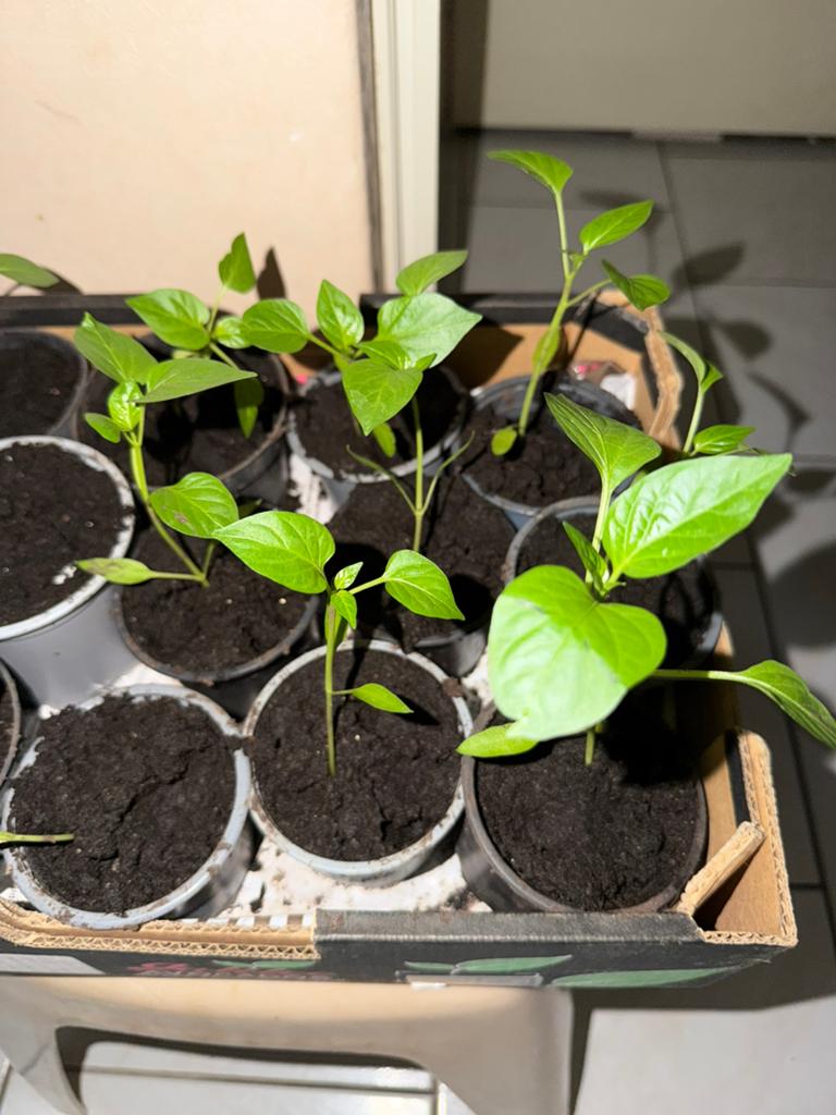 Peper plantjes (rode peper en madam jeannette), Huis en Inrichting, Ophalen, Halfschaduw, Minder dan 100 cm