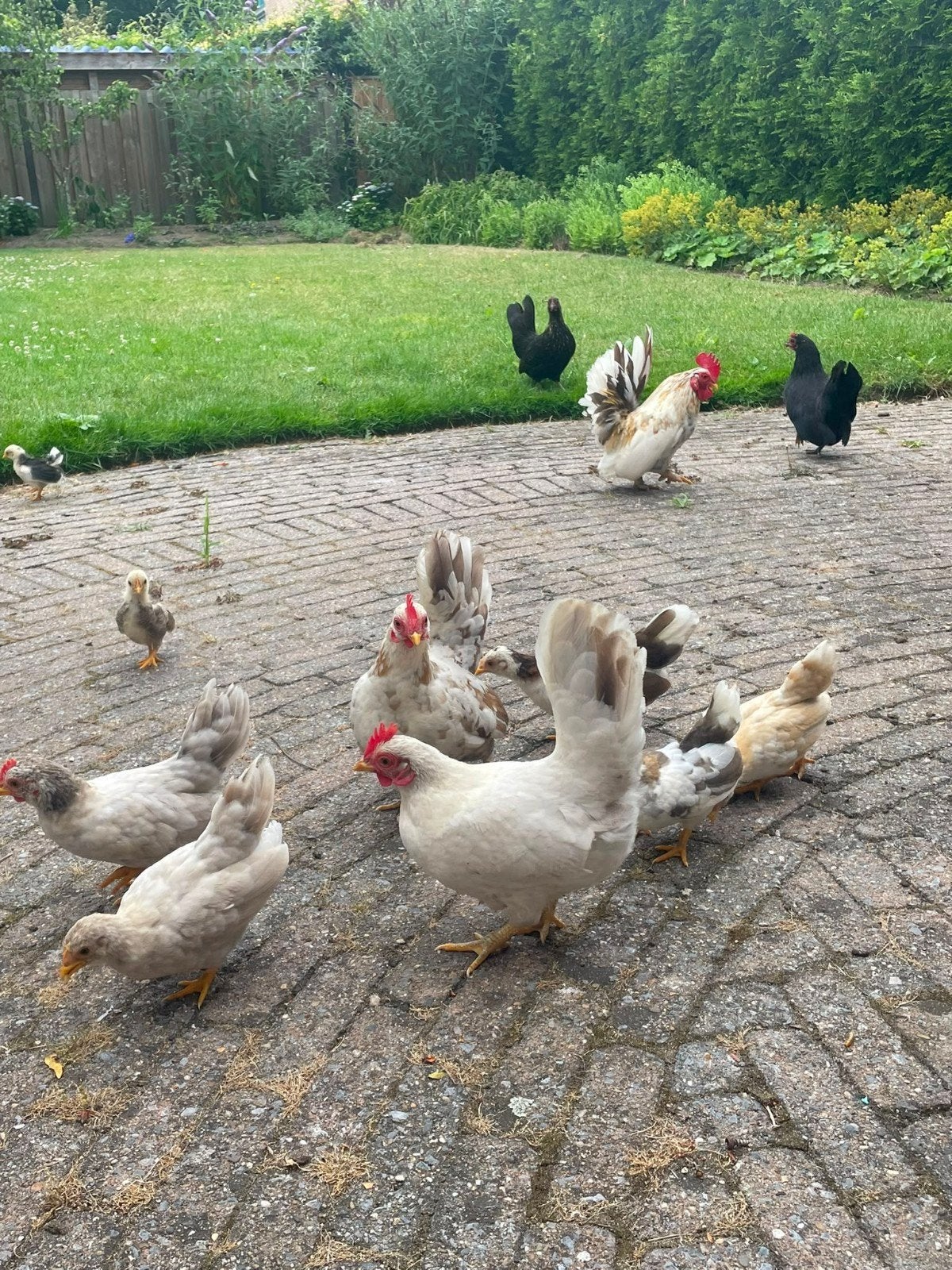 Serama krielkipjes, Meerdere dieren, Kip