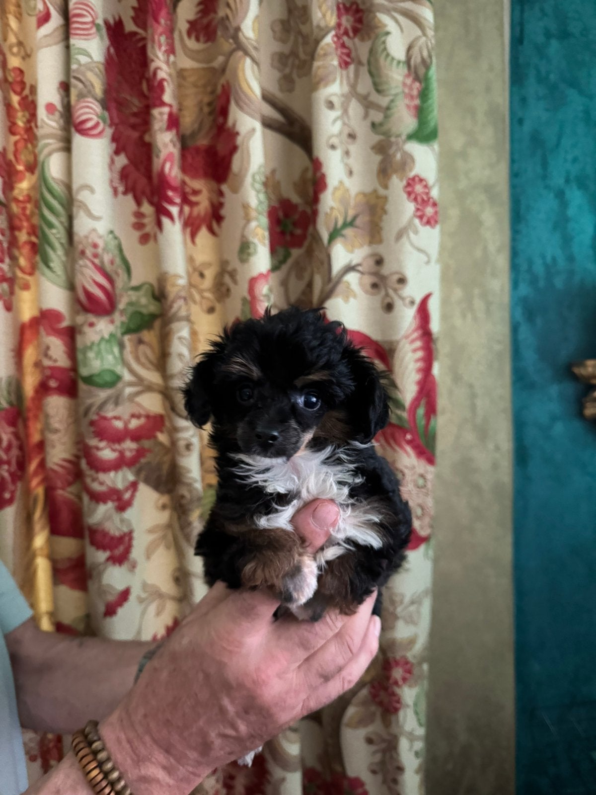 Drie toy poedel pupjes, Poedel, Parvo, Reu, 8 tot 15 weken