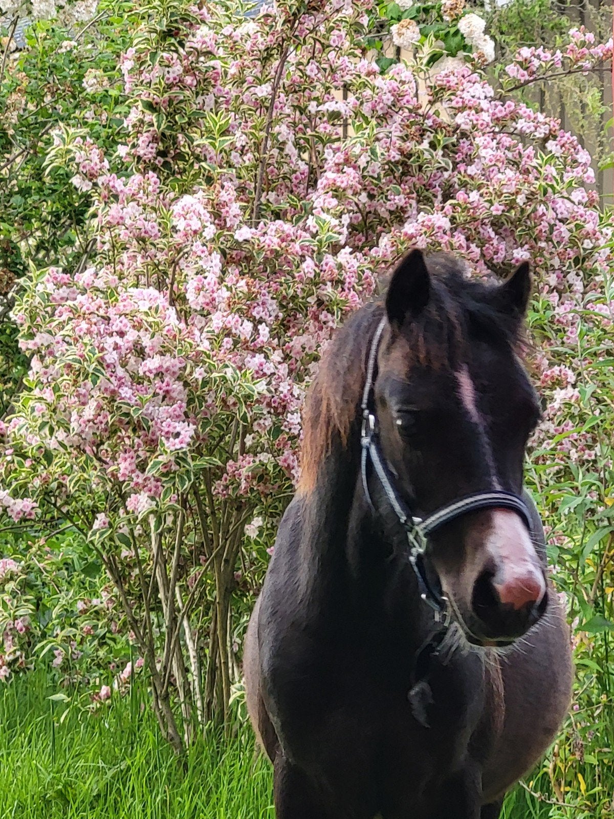 Jaarling Welsh A hengstje te koop, Hengst, B pony (1.17m tot 1.27m), Met stamboom, 0 tot 2 jaar