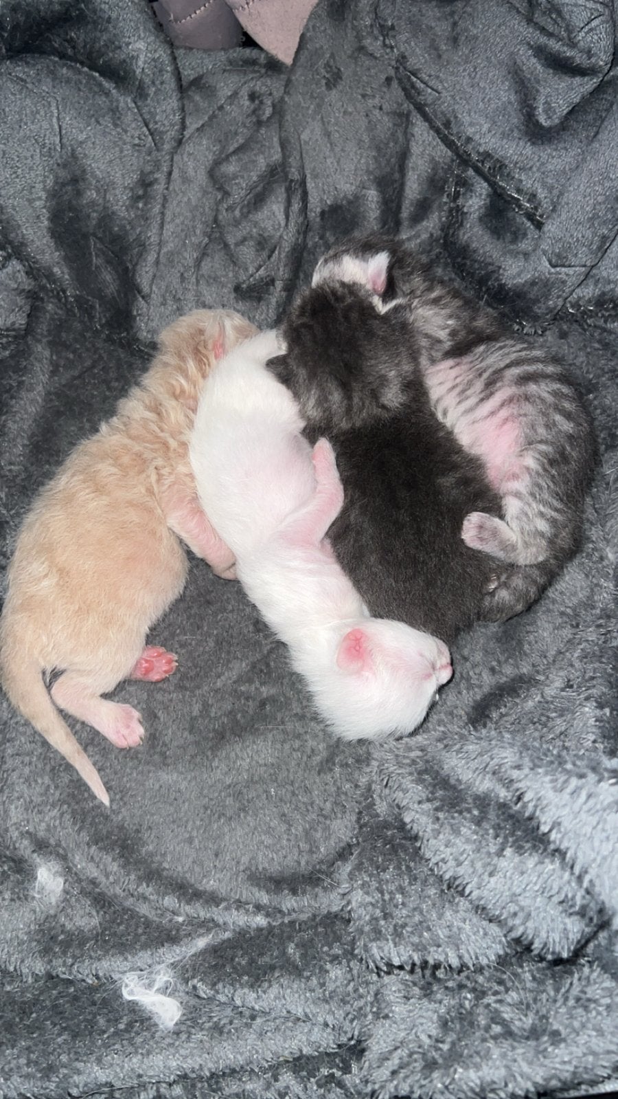 Perzische langhaar kittens, Meerdere dieren