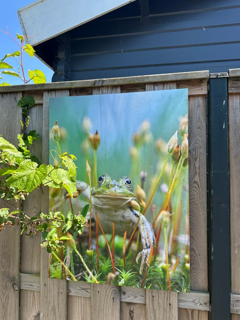 Grote kikker wanddecoratie / tuinposter op plaat, Ophalen