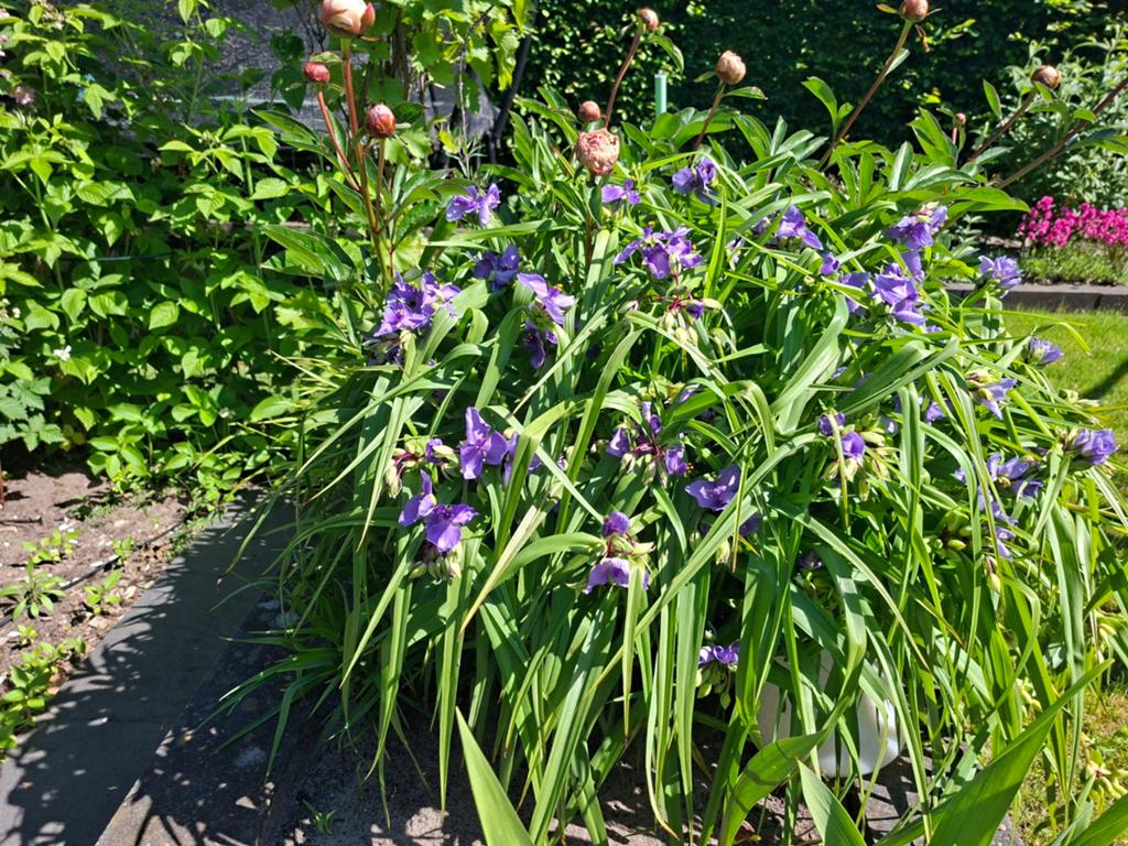 Eendagsbloem (Tradescantia) - Kluit 45 cm, Tuin en Terras, Planten | Tuinplanten, Vaste plant, Halfschaduw, Zomer, Ophalen
